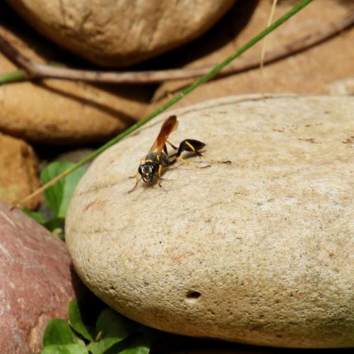 Sceliphron caementarium